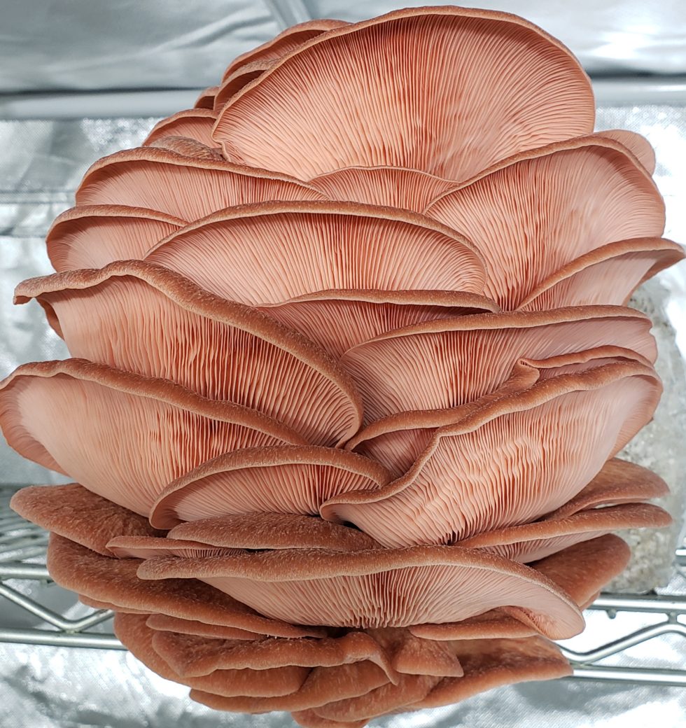 ZAZU Mushrooms Gourmet Mushrooms in Southwest Michigan